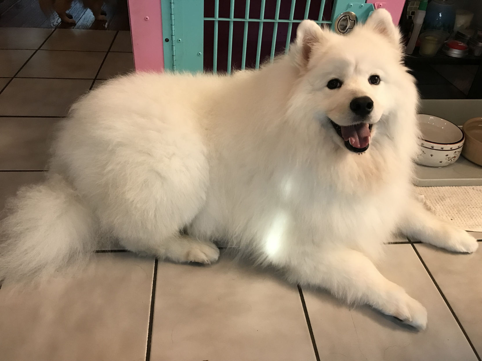 Mishka samoyed